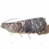  3426, Grapholita molesta,  Oriental Fruit Moth 