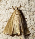  5469,  Epina alleni 