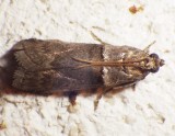 5690,  Acrobasis rubrifasciella,  Alder Tubemaker Moth