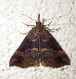 8455 Hypena eductalis