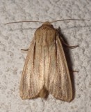 10456, Leucania adjuta, Adjutant Wainscot? 24 July