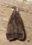  2299,  Dichomeris leuconotella 