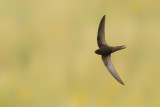 Common Swift (Apus apus) 