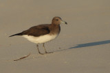 Sooty Gull (Ichthyaetus hemprichii)