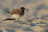 Sooty Gull (Ichthyaetus hemprichii)