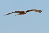 Yellow-billed Kite (Milvus aegyptius ssp.arabicus ?)