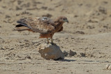 Yellow-billed Kite (Milvus aegyptius ssp.arabicus ?)