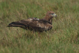 Yellow-billed Kite (Milvus aegyptius ssp.arabicus ?)