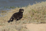 Greater Spotted Eagle (Aquila clanga) Juvenile