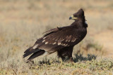 Greater Spotted Eagle (Aquila clanga) Juvenile