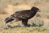 Greater Spotted Eagle (Aquila clanga) Juvenile