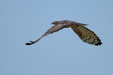 Crested Honey Buzzard (Pernis ptilorhynchus)