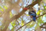 Grey-headed Kingfisher (Halcyon leucocephala ssp.semicaerulea )