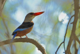Grey-headed Kingfisher (Halcyon leucocephala ssp.semicaerulea )