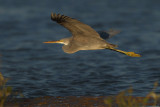 Western Reef Egret (Egretta gularis)