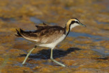 Pheasant-tailed Jacana (Hydrophasianus chirurgus) 