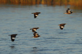 Common Mynah (Acridotheres tristis) 