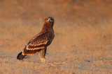 Greater Spotted Eagle (Aquila clanga) 