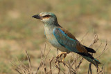 European Roller (Coracias garrulus ssp semenowi )