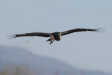 Abdims Stork, (Ciconia abdimii) 