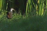 White-breasted Waterhen (Amaurornis phoenicurus) 