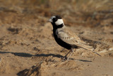 Black-crowned Sparrow Lark (Eremopterix nigriceps melanauchen) 