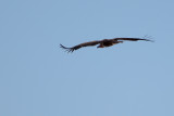 Lappet-faced Vulture or Nubian Vulture (Torgos tracheliotos)