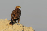 Eastern Imperial Eagle (Aquila heliaca) 