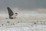 Rough-legged Buzzard (Buteo lagopus) 