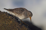 Purple Sandpiper (Calidris maritima)