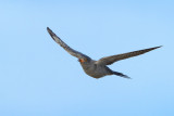 Common Cuckoo (Cuculus canorus)