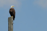 Bald Eagle (Haliaeetus leucocephalus)