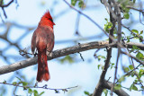Northern Cardinal (Cardinalis cardinalis)