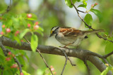 White-throated Sparrow (Zonotrichia albicollis)