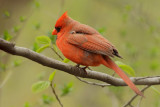 Northern Cardinal (Cardinalis cardinalis)
