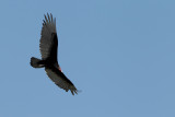 Turkey Vulture (Cathartes aura)