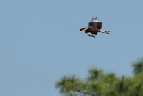 Northern Crested Caracara (Caracara cheriway)