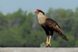 Northern Crested Caracara (Caracara cheriway)