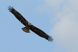 Bald Eagle (Haliaeetus leucocephalus)
