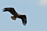 Bald Eagle (Haliaeetus leucocephalus)