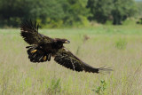 Bald Eagle (Haliaeetus leucocephalus)