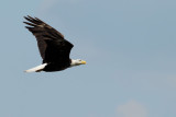 Bald Eagle (Haliaeetus leucocephalus)