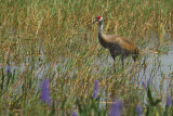 Greater Sandhill Crane (Grus canadensis pratensis)