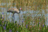 Greater Sandhill Crane (Grus canadensis pratensis)