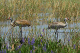 Greater Sandhill Crane (Grus canadensis pratensis)