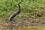Tricolored Heron (Egretta tricolor)