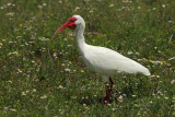 American white ibis (Eudocimus albus)