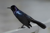 Boat-tailed Grackle (Quiscalus major)