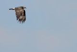 Snail Kite (Rostrhamus sociabilis)