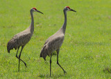 Greater Sandhill Crane (Grus canadensis pratensis) 